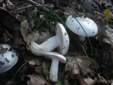 Hygrophorus penarius image
