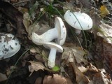 Hygrophorus penarius image