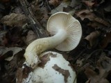 Hygrophorus penarius image