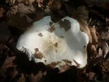 Hygrophorus penarius image