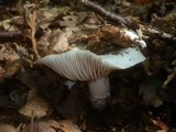 Hygrophorus penarius image