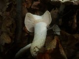 Hygrophorus penarius image