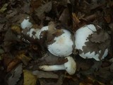 Hygrophorus penarius image