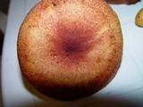 Tricholomopsis rutilans image