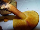 Tricholomopsis rutilans image