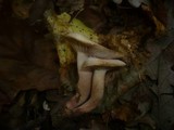Lactarius fulvissimus image