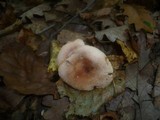 Lactarius fulvissimus image