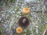Lacrymaria pyrotricha image