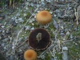 Lacrymaria pyrotricha image