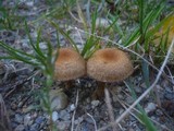 Lacrymaria pyrotricha image