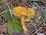 Phylloporus arenicola image