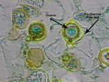 Albugo candida image