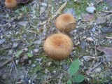 Lacrymaria pyrotricha image