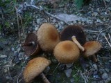 Lacrymaria pyrotricha image