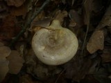 Lactarius luridus image