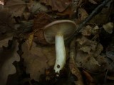Lactarius luridus image