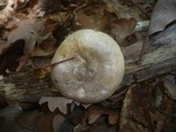 Lactarius luridus image