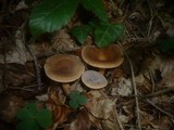 Lactarius subdulcis image