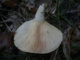 Lactarius torminosus image