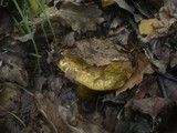 Lactarius turpis image