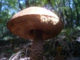 Leccinum aurantiacum image