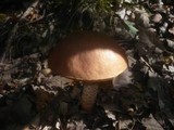 Leccinum aurantiacum image