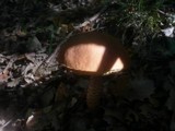 Leccinum aurantiacum image