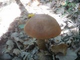 Leccinum aurantiacum image
