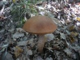 Leccinum aurantiacum image