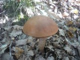 Leccinum aurantiacum image