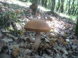 Leccinum aurantiacum image