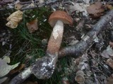 Leccinum aurantiacum image