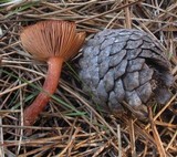Lactarius atrobadius image