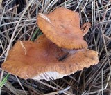 Lactarius fragilis image