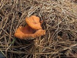 Lactarius fragilis var. rubidus image