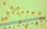 Tricholoma nigrum image