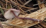 Mycena purpureofusca image