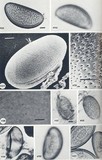 Coelomomyces psorophorae image