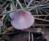 Mycena purpureofusca image