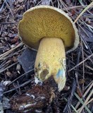 Suillus tomentosus image