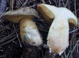 Suillus tomentosus image