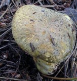 Suillus tomentosus image