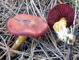 Cortinarius smithii image