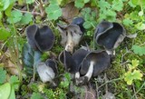 Helvella albella image