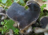 Helvella albella image