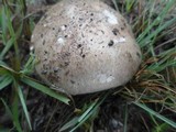 Amanita marmorata image