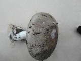Amanita marmorata image