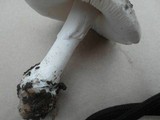 Amanita marmorata image