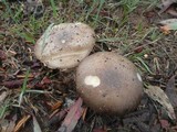 Amanita murinoflammeum image