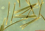 Trichoglossum hirsutum image